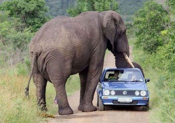 car-top trunk