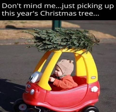 Don't mind me ... just pickup up this year's Christmas tree ...
