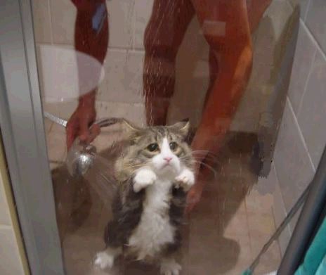 cat in the shower