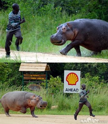 Hippo chase