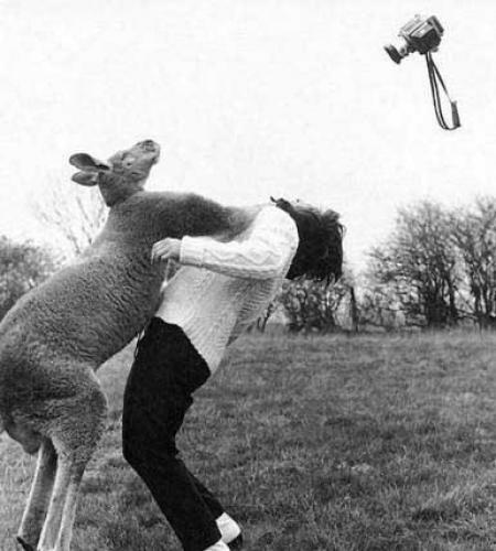 Kangaroo waltz