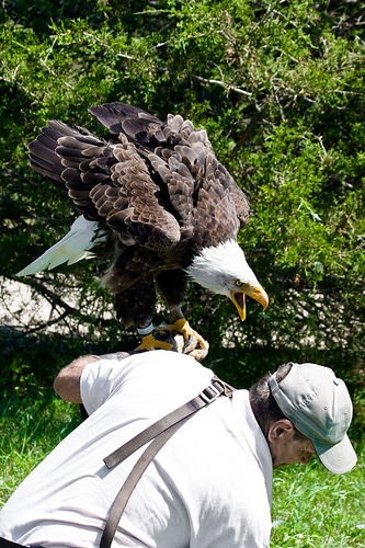 Eagle attack