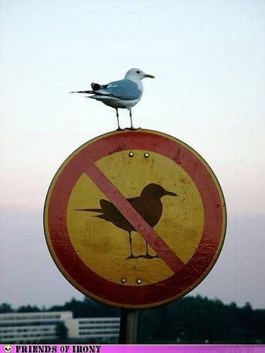 no birds