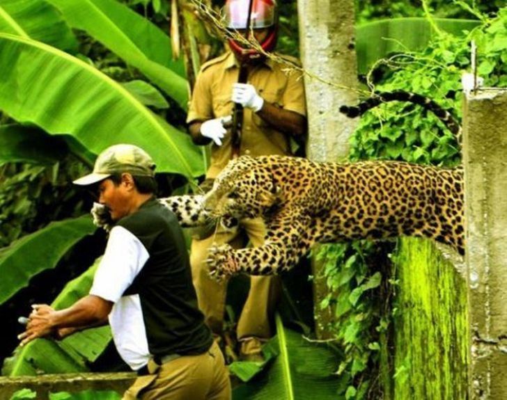 leaping leopard