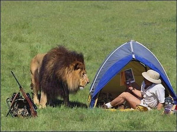 lion camp