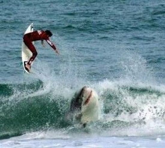 shark surfing