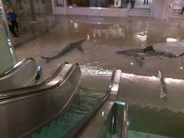 Sharks in the lobby