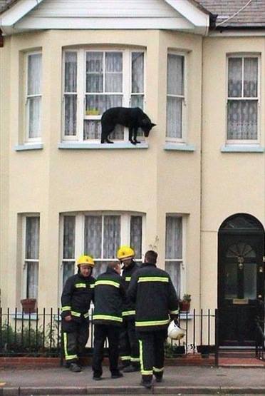 Dog on a ledge