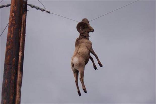 Ram on a power line