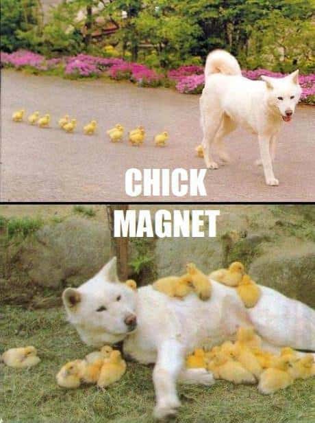 13-Chick-Magnet