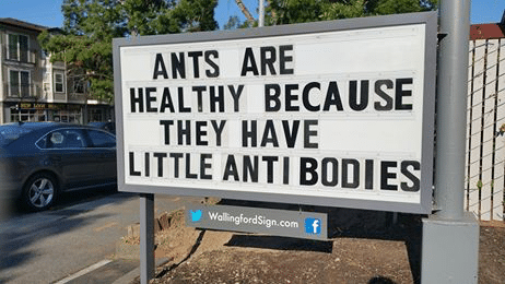 ants