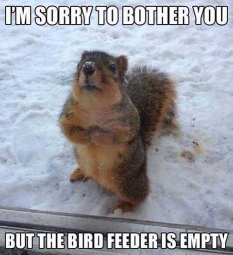 I'm sorry to bother you but the bird feeder is empty.