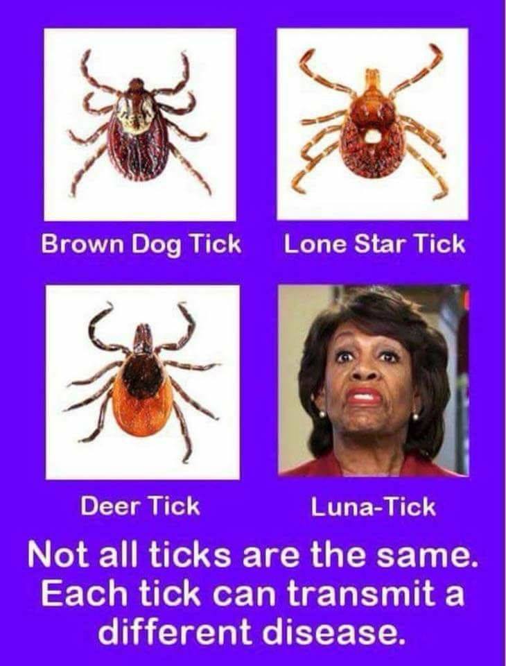 Summer is here: Know your ticks