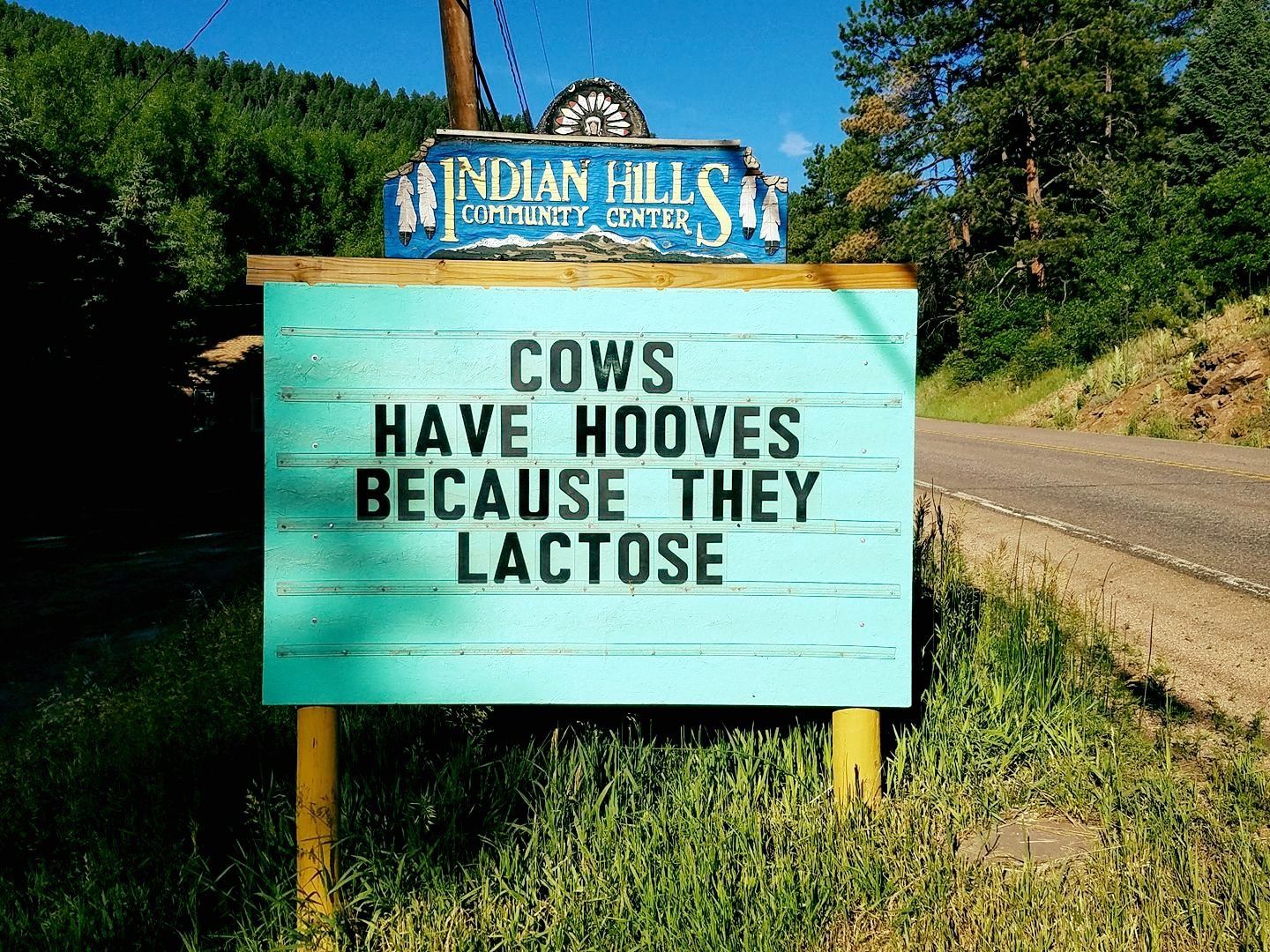 Cows lack toes